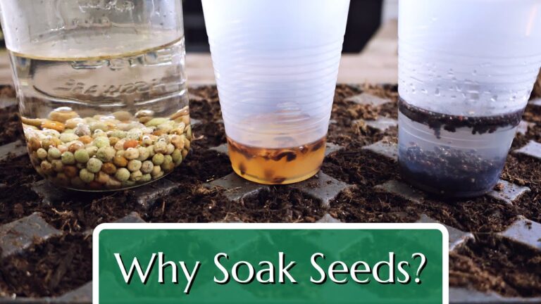 Soak seeds in room-temperature water for 8-12 hours or overnight. Drain and plant immediately after soaking. Note: Soaking for too long can rot the seeds; be careful not to over-soak. Soak these seeds before planting, then watch them really take off for vigor and success.